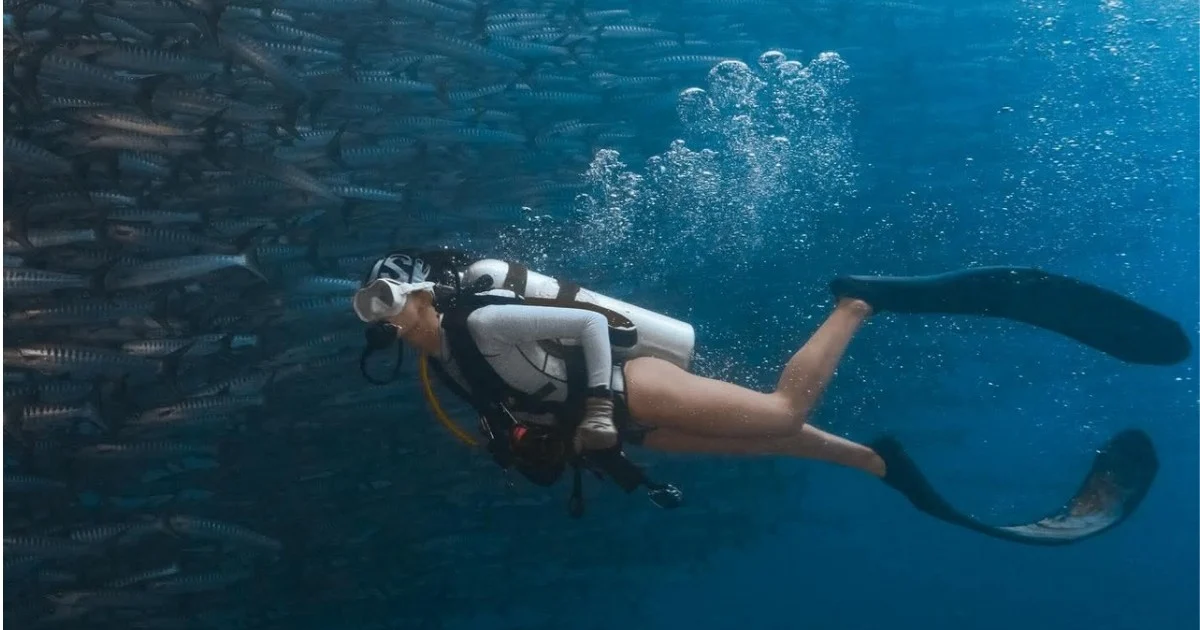 Sensasi ‘Barracuda Tornado’ di Maratua, Idaman Divers yang Ingin Uji Adrenalin di Laut Berau