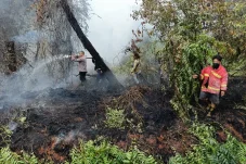 Dampak Karhutla Berau: Habitat Orangutan Terancam – Warga Keluhkan Kualitas Udara