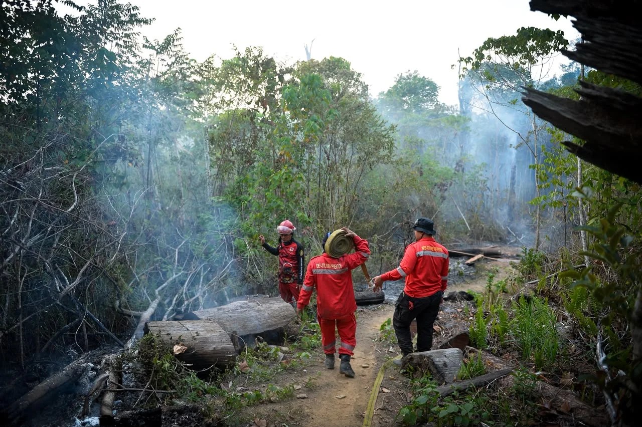 Kekeringan dan Karhutla di Berau Mulai Ancam Habitat Orangutan