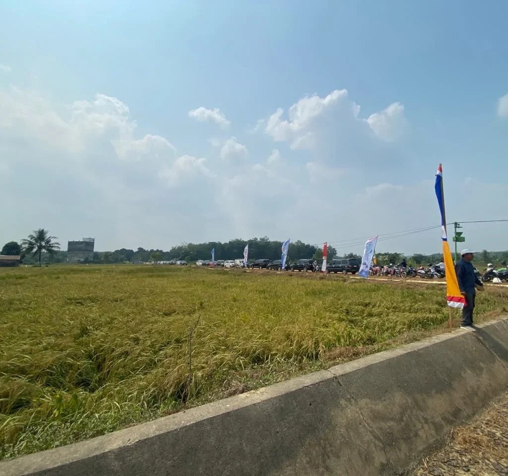 Sawah padi di Labanan Jaya, Kecamatan Teluk Bayur. (Diva/BT)