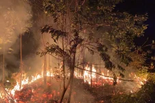 Kemenhut Sanksi Perusahaan di Kaltim, Diduga Sebabkan Karhutla dan Hanguskan Puluhan Hektare Lahan