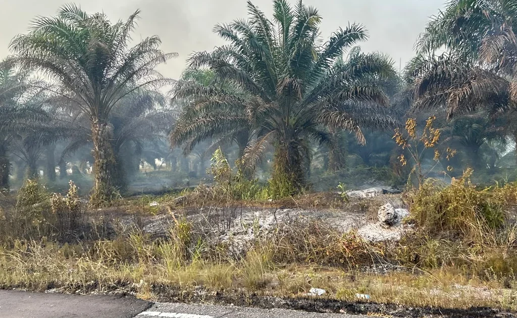 Kondisi lahan usai Karhutla di Berau (Ist)