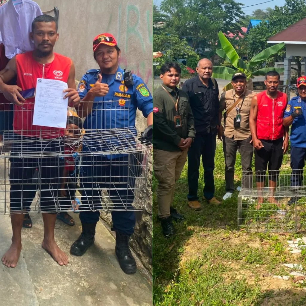 Beruang madu yang diamankan BKSDA Kaltim dan armada pemadam kebakaran, Rabu (5/8/2026).