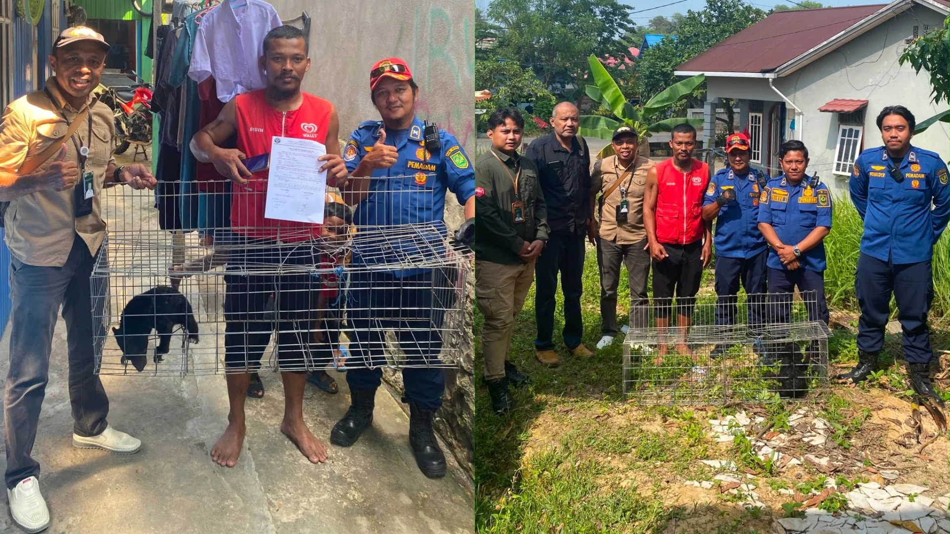 BKSDA Kaltim Evakuasi Beruang Madu Peliharaan Warga, Direhabilitasi di Pusat Satwa Long Sam