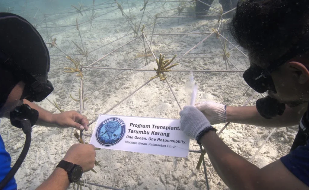 Aksi transplantasi terumbu karang oleh komunitas Berau Divers (Ist)