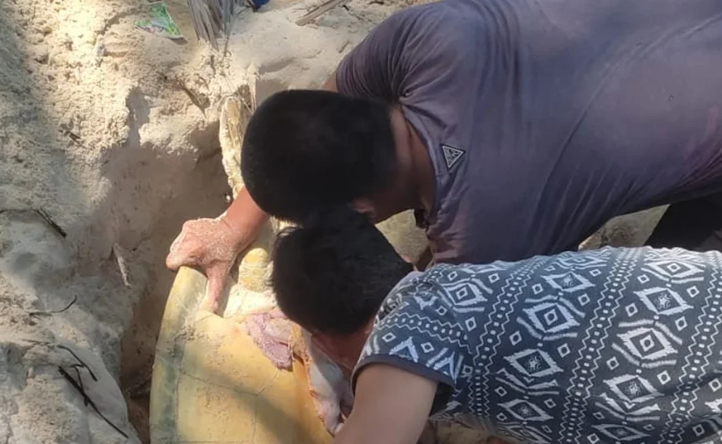 Warga menguburkan penyu mati yang diduga menjadi korban perburuan telur penyu (Ist)