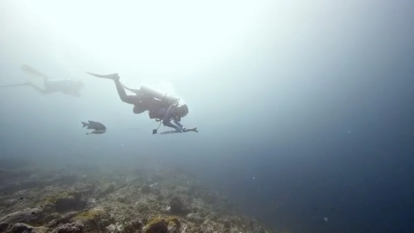 Kecam Penembakan Ikan Pakai Speargun di Maratua, Berau Divers: Kami Marah Jika Laut Dirusak