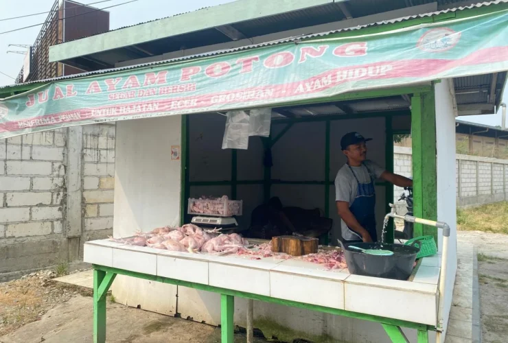 Pasokan Ayam Potong Berau Surplus, Telur Masih Didatangkan dari Sulawesi