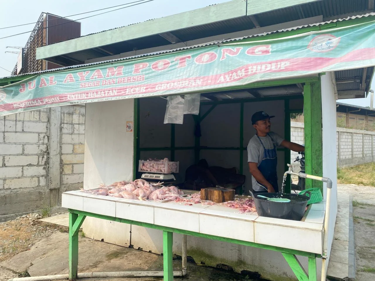 Tingginya Permintaan MBG Bikin Harga Ayam di Berau Meroket Capai Rp40 Ribu Per Kilogram