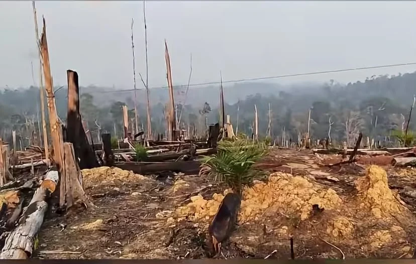 Lahan bekas karhutla di Kampung Gunung Sari yang diduga telah berubah fungsi menjadi perkebunan kelapa sawit.