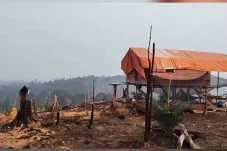 Lahan 19,7 Hektare Bekas Karhutla di Segah Mendadak Jadi Kebun Sawit, Polisi Masih Lakukan Penyelidikan