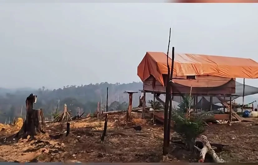 Lahan 19,7 Hektare Bekas Karhutla di Segah Mendadak Jadi Kebun Sawit, Polisi Masih Lakukan Penyelidikan