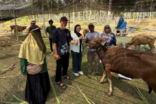 Tingkatkan Populasi Ternak, DTPHP Berau Salurkan Bantuan 90 Ekor Bibit Sapi ke 5 Kampung