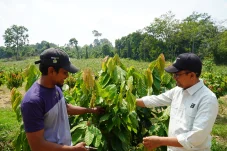 Kebun Kakao Nursalim: Ketika Bantuan Berubah Jadi Jalan Menuju Kemandirian