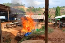 Geger Judi Sabung Ayam di Teluk Bayur Berau, Begini Kronologinya