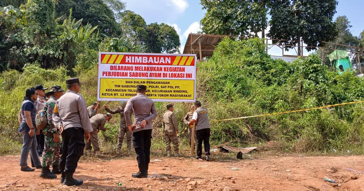Update Judi Sabung Ayam di Teluk Bayur Berau: Kemarin Dibakar kini Dipasangi Spanduk