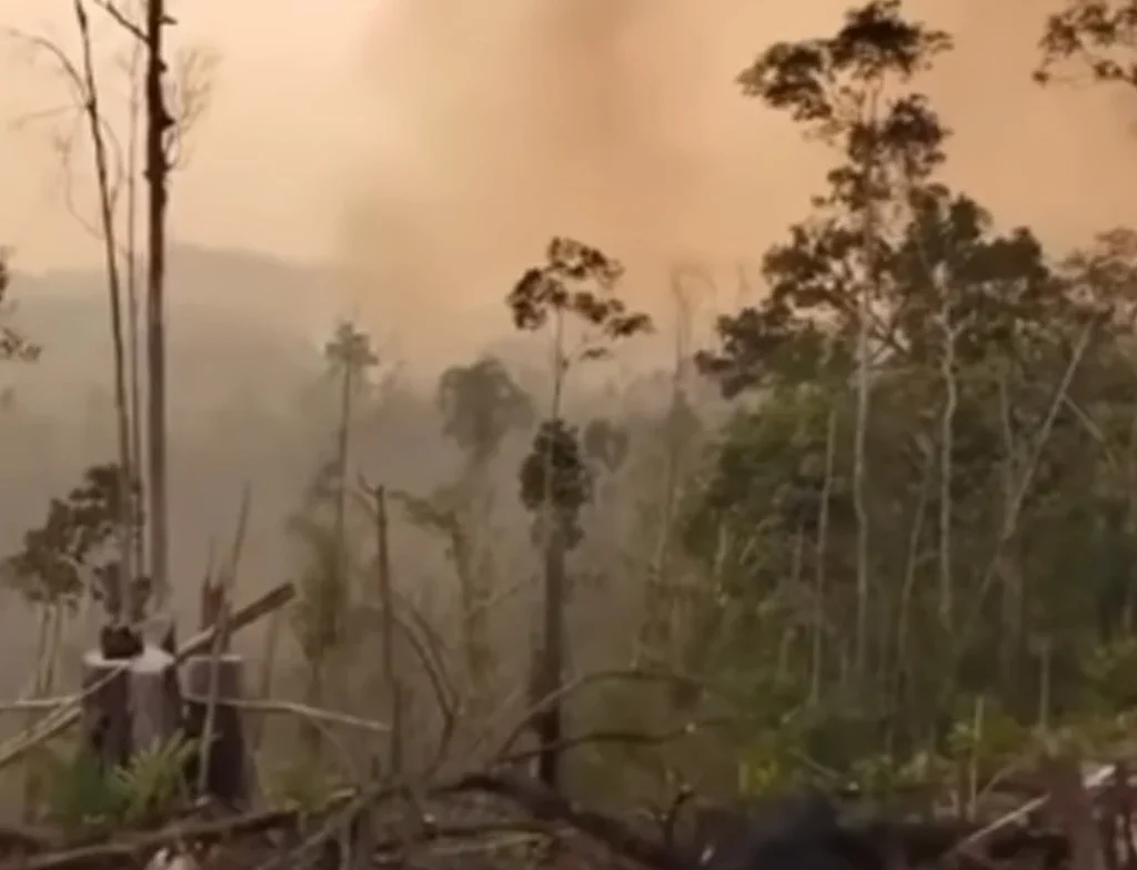 Viral Video Lahan Bekas Karhutla di Berau Ditanam Bibit Kelapa Sawit (Ist)