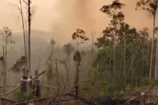 Kata Polres Berau Usai Viral Lahan Bekas Karhutla Berubah Jadi Kebun Kelapa Sawit