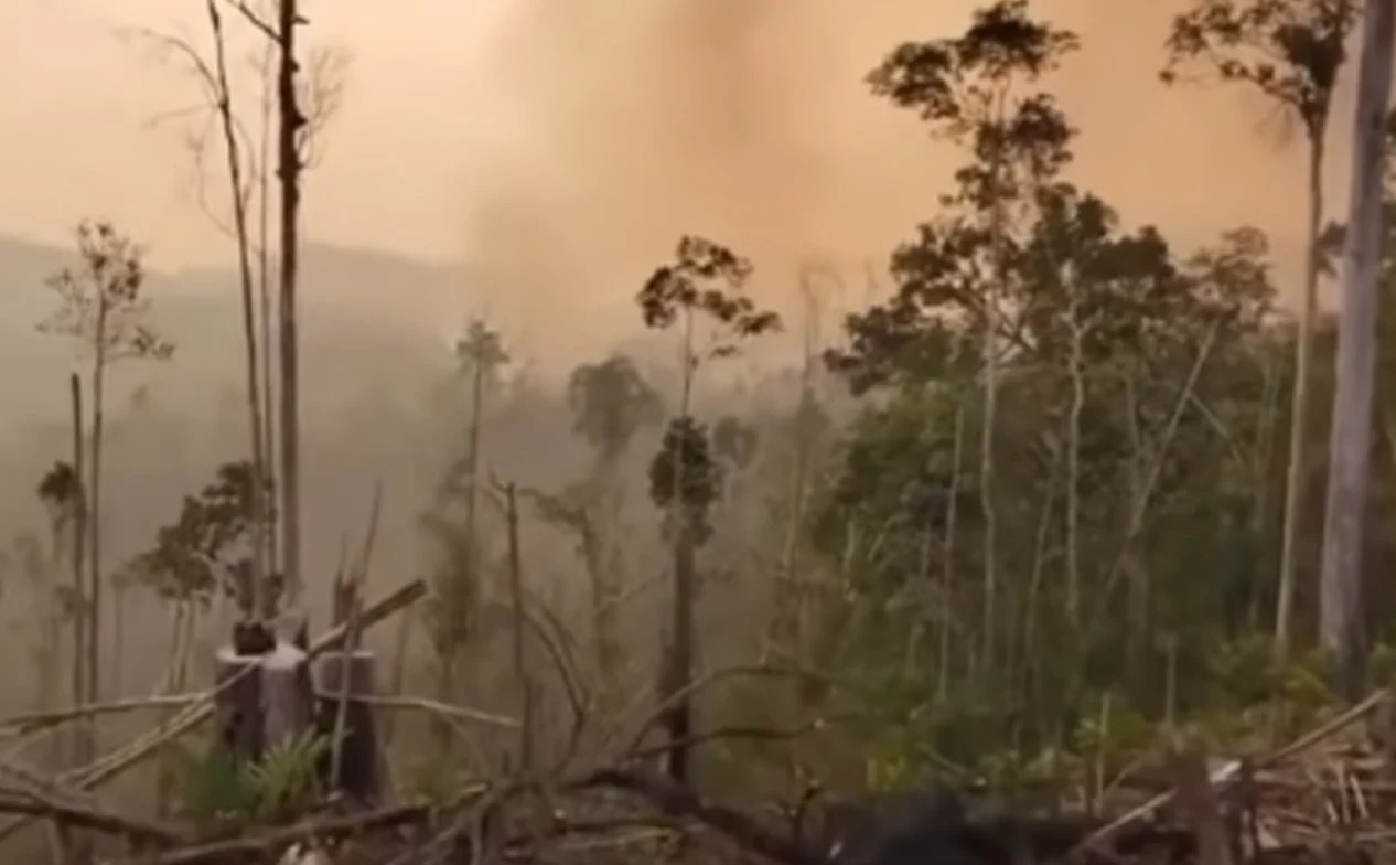 Viral Video Lahan Bekas Karhutla di Berau Ditanam Bibit Kelapa Sawit