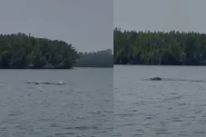 Tak Hanya Sungai Mahakam, Pesut Juga Hidup di Perairan Berau