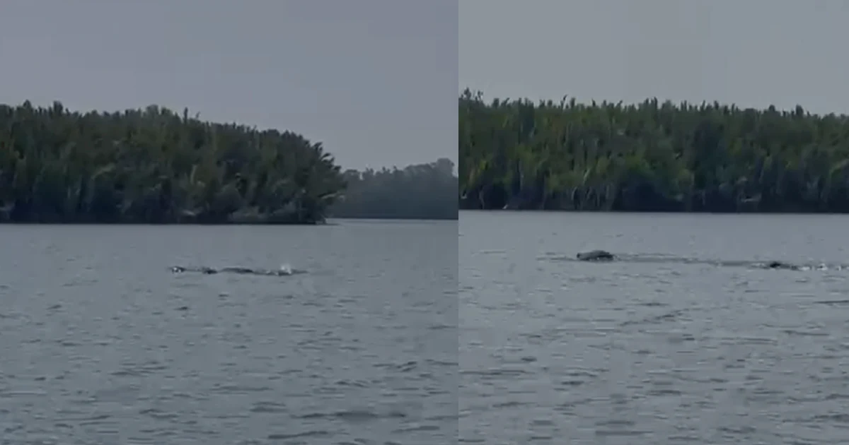 Tak Hanya Sungai Mahakam, Pesut Juga Hidup di Perairan Berau