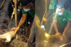Terjebak Karhutla di Kampung Merasa, Seekor Tenggiling Ditemukan Kritis dengan 2 Kaki Belakang Terbakar