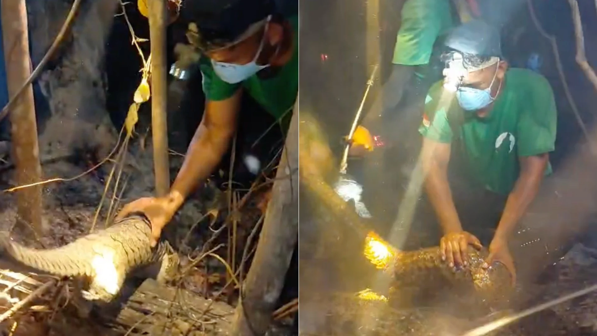 Terjebak Karhutla di Kampung Merasa, Seekor Tenggiling Ditemukan Kritis dengan 2 Kaki Belakang Terbakar