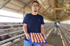 Dongkrak Ekonomi Desa, BUMDes Cinta Amanah Sukan Tengah Berau Sukses Garap Bisnis Ayam Petelur