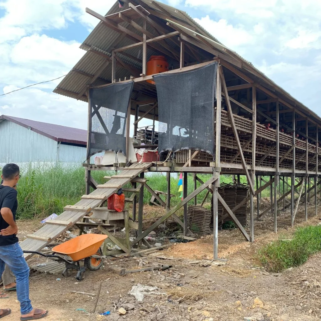 Kandang ayam petelur milik BUMDes Cinta Amanah Kampung Sukan Tengah. (Sulaiman/BT)