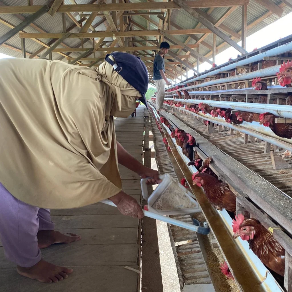 Pekerja yang merawat ayam petelur milik BUMDes Cinta Amanah Sukan Tengah. (Sulaiman/BT)