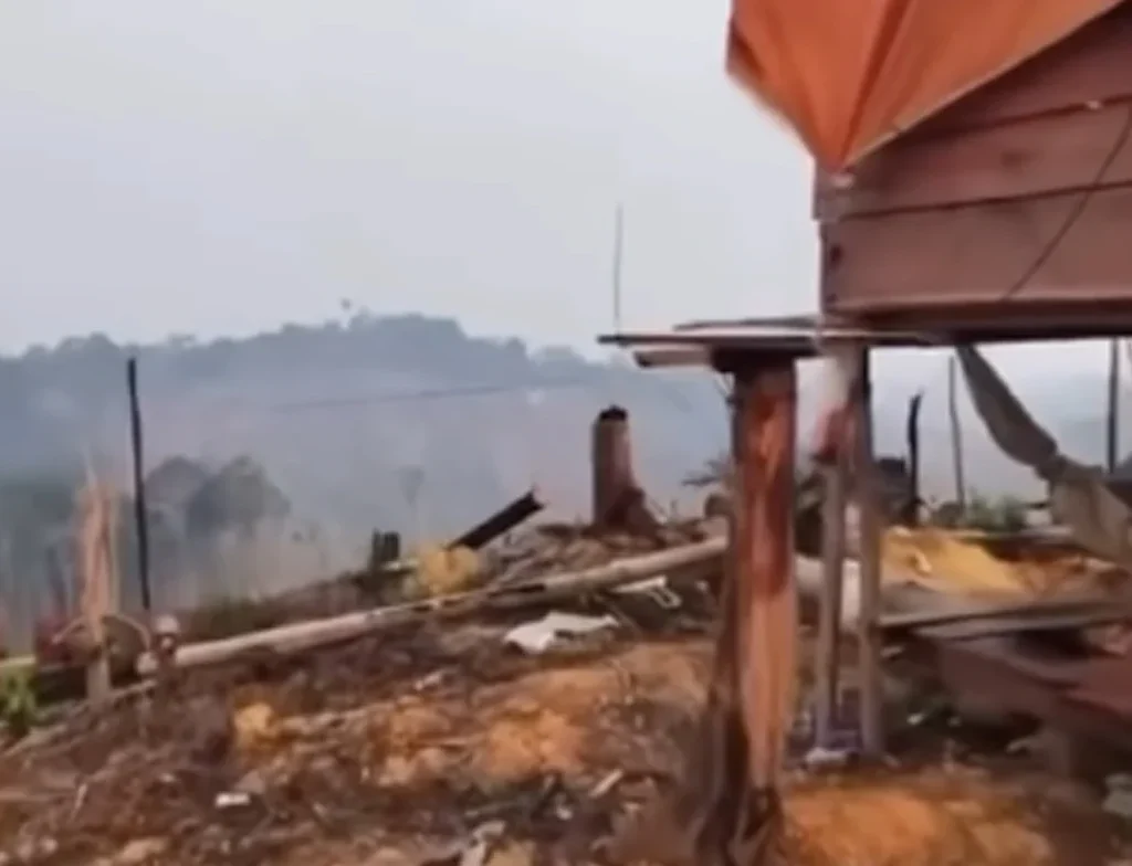 Viral Video Lahan Bekas Karhutla di Berau Ditanam Bibit Kelapa Sawit (Ist)