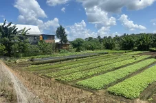 Bayam dan Kangkung Ikut Dorong Inflasi, Musim Kemarau Tekan Produksi Sayuran di Berau