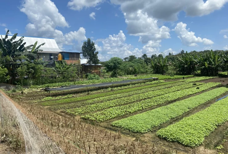 Bayam dan Kangkung Ikut Dorong Inflasi, Musim Kemarau Tekan Produksi Sayuran di Berau