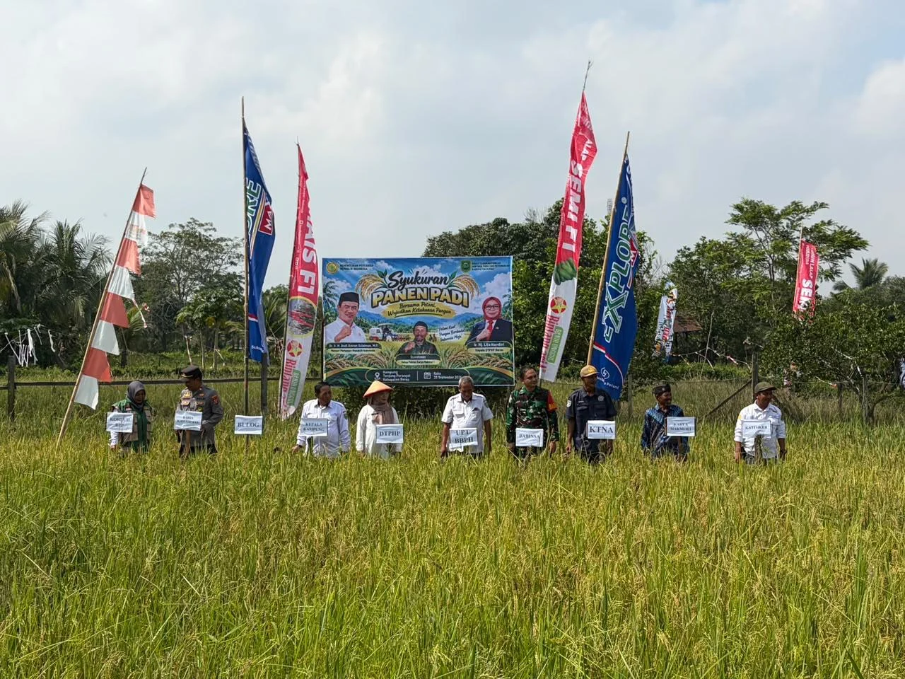 Panen padi di Kampung Tanjung Perangat, Kecamatan Sambaliung.