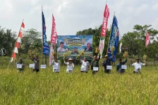 Musim Kemarau Tak Halangi Petani Tanjung Perangat Panen Padi