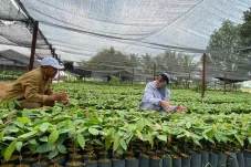 Bukan Sekadar Datangkan Investor, Berau Bidik Investasi Lebih Beragam dan Merata