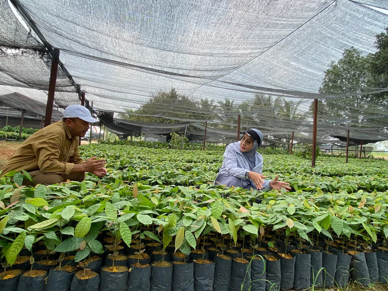 Bukan Sekadar Datangkan Investor, Berau Bidik Investasi Lebih Beragam dan Merata