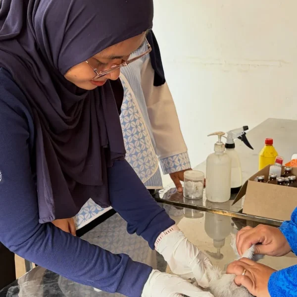 Pemeriksaan kesehatan hewan gratis yang difasilitasi DTPHP Berau.