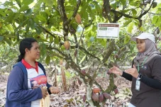 Bukan Sekadar Bantuan Bibit, Berau Coal Dampingi 1.290 Petani Kakao Perbaiki Kebun