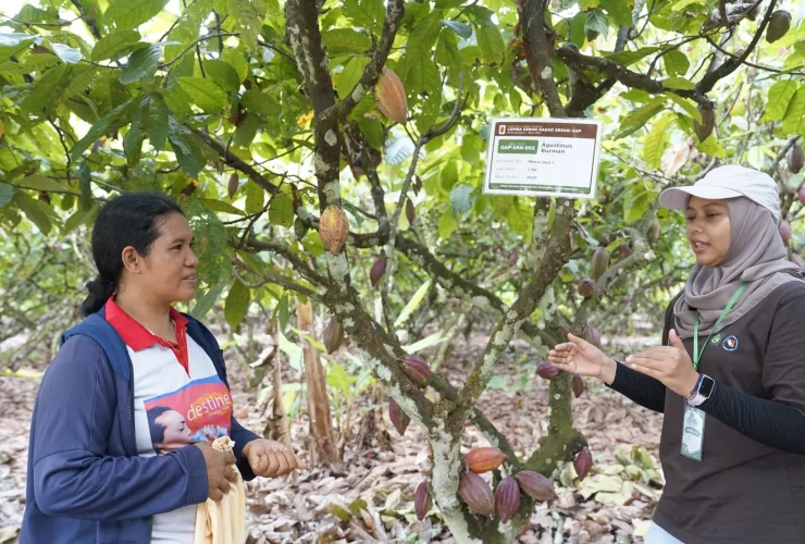 Bukan Sekadar Bantuan Bibit, Berau Coal Dampingi 1.290 Petani Kakao Perbaiki Kebun