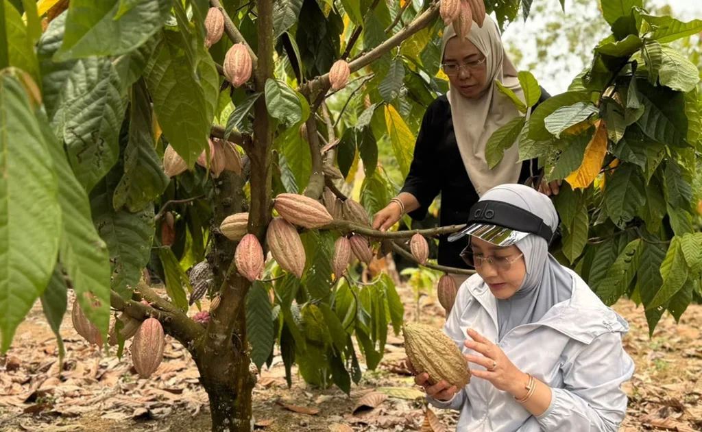 Bupati Berau Sri Juniarsih saat meninjau perkebunan kakao (Zuhrie/BT)