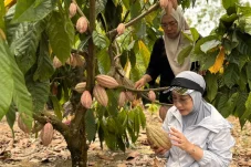 Potensi Kakao Berau Tembus Pasar Dunia, Sri Juniarsih Ajak Petani Tingkatkan Produktivitas