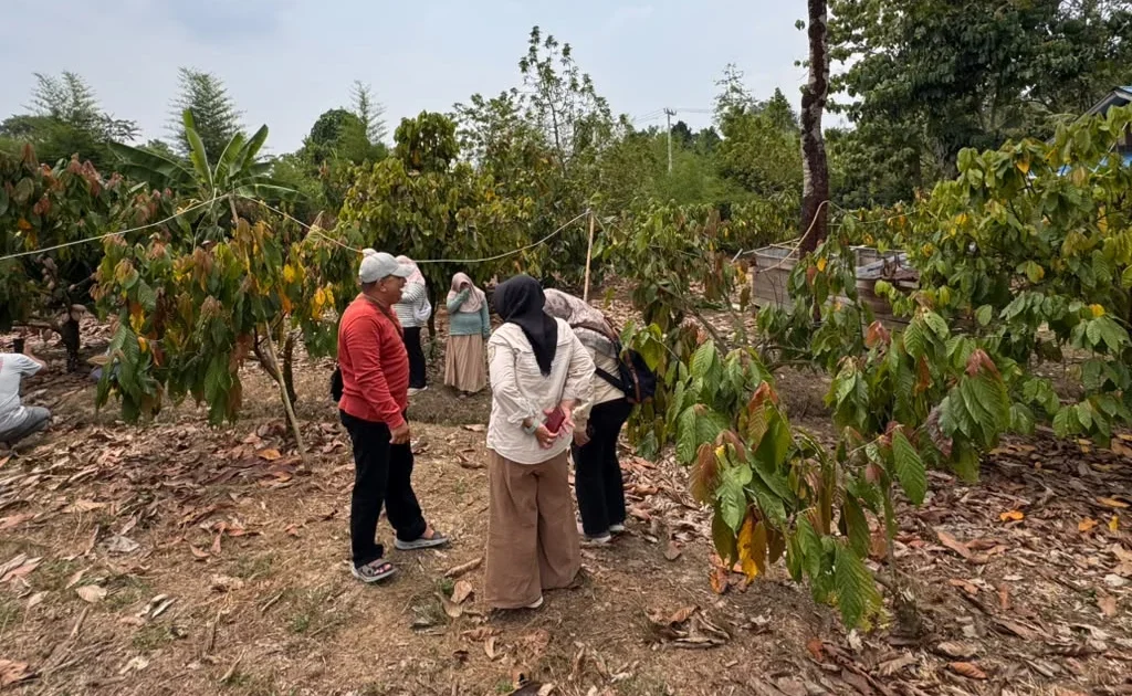 Perkebunan kakao di Berau (Zuhrie/BT)