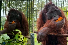 Belum Punya Nama, Kisah Perjuangan Orangutan Korban Kekeringan yang Kini Dirawat di Kampung Merasa Berau