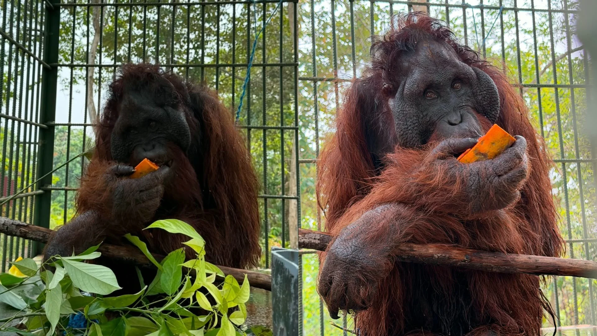 Belum Punya Nama, Kisah Perjuangan Orangutan Korban Kekeringan yang Kini Dirawat di Kampung Merasa Berau